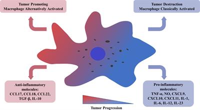 Role and Mechanisms of Tumor-Associated Macrophages in Hematological Malignancies